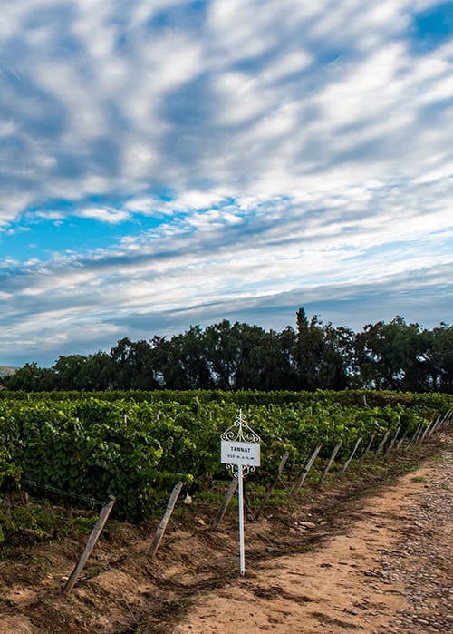 Tannat vineyards